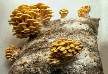 Growing light yellow tree fungi, / Pleurotus cornucopiae / at home. Cultivation in sacks containing wood chips. - 330721926