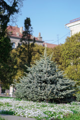 Fototapeta na wymiar Beautiful Christmas tree on a background of a green park and a house. European landscape.