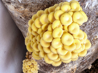 Growing light yellow tree fungi, / Pleurotus cornucopiae / at home. Cultivation in sacks containing wood chips. - 330721949