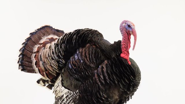 turkey spreads feathers and screams on a white screen.
