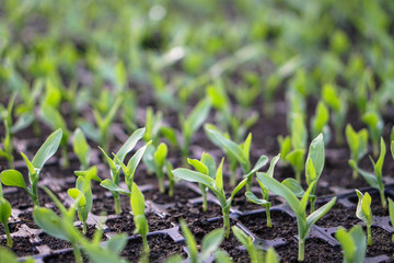 Sprouts of different plants in a greenhouse in pallets. The topic of business in the agronomy industry. Food growing industry for sale. Eco products without gmo