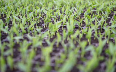 Sprouts of different plants in a greenhouse in pallets. The topic of business in the agronomy industry. Food growing industry for sale. Eco products without gmo