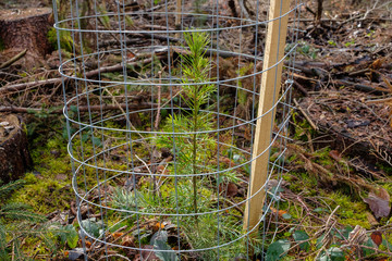 Maschendraht schützt einen kleinen Nadelbaum (Fortwirschaft, Wiederaufforsten)