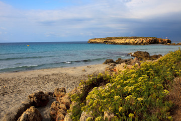 Sant Tomas, Menorca / Spain - June 25, 2016: The Binigaus beach with flowers, Sant Tomas, Menorca,...