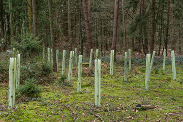 Forstwirtschaft: Wiederaufforstung mit Hülsen als Schutz der Setzlinge