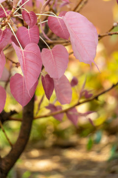 Bodhi tree with pink leaves.