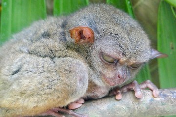 Crumpy looking tarsier with sleepy eyes before leaf, small primate, on branch in nature, Bohol, Philippines