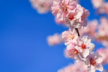 Branch with blooming pink almond blossom flowers on German 'Prunus Dulcis',  subscpecies 'Perle der Weinstrasse', tree in early spring with blue copy space