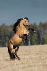 Beautiful buckskin rearing horse with long mane on natural summer background
