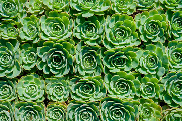 Top down view of a background of sempervivum.