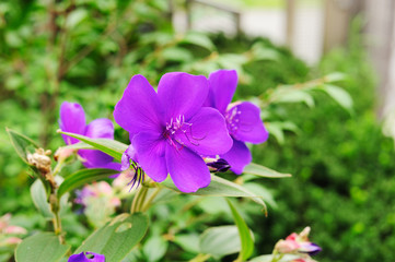 シコンノボタン