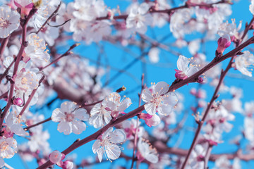 Spring flowering cherry tree in the garden. Close up of blooming white flowers on a branch
