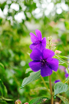 シコンノボタン Images Browse 48 Stock Photos Vectors And Video Adobe Stock