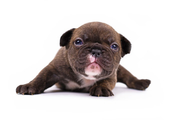Obraz premium Small 3 weeks old Chocolate brindle colored French Bulldog dog puppy with blue eyes isolated on white background