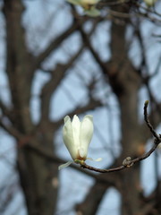 公園に咲くハクモクレン