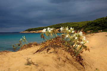 Fototapeta na wymiar Sant Tomas, Menorca / Spain - June 25, 2016: The Binigaus beach with flowers, Sant Tomas, Menorca, Balearic Islands, Spain