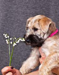 Naklejka na ściany i meble Irish Soft Terrier puppy sniffs the lilies of the valley