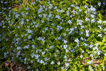 Fototapeta na wymiar blue flowers in the garden