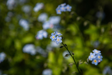 blue flower in the garden