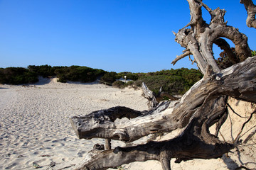 Fototapeta premium Es Trenc, Majorca / Spain - August 25, 2016: Es Trenc beach, Colonia de Sant Jordi, Mallorca, Balearic Islands, Spain.
