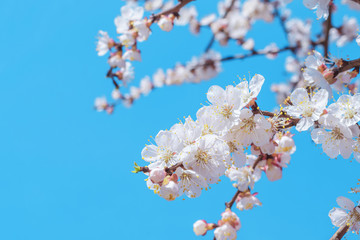 Close up of blooming white cherry tree flowers against a clear blue sky with copy space. Spring flowering garden fruit trees