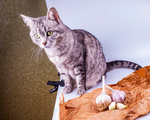 Beautiful grey cat lies on a table and looks at fresh garlic