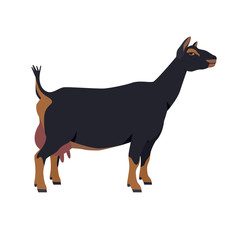 Nigerian dwarf goat Breeds of domestic goats Flat vector illustration Isolated object on white background