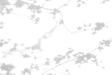 Blurred overlay effect for for natural light photo effects. Gray shadows of cherry tree blooming branches on a white wall. Abstract neutral nature concept background for design presentation. 