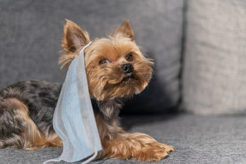 Dog Yorkshire Terrier in a medical mask. Coronavirus, epidemic in the world, covid-19