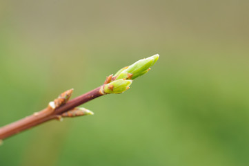 Forsythia with nice buds combinded with a beautiful bokeh background