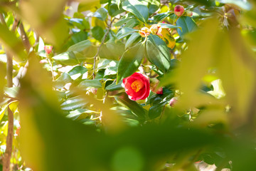 Camellia japonica, sometimes called as a rose of winter, flowers at early spring