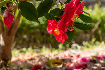 Camellia japonica, sometimes called as a rose of winter, flowers at early spring