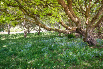Fototapeta premium tree in the park