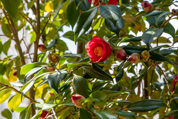 Camellia japonica, sometimes called as a rose of winter, flowers at early spring