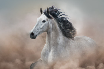 Fototapeta na wymiar Grey horse in motion