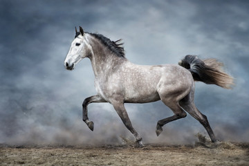Fototapeta na wymiar White horse run