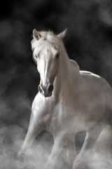 Obraz na płótnie Canvas white horse on blue background