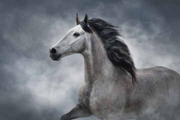 Plakat horse isolated on white background