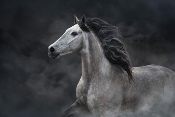 Fototapeta na wymiar White horse portrait with long mane on dark background