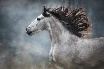 Weißes Pferdeporträt mit langer Mähne auf dunklem Hintergrund