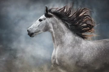Deurstickers Grijs Wit paardportret met lange manen op donkere achtergrond