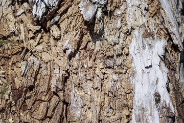 Decrepit texture of wood and sawdust. Stock background for design. Shattered materials