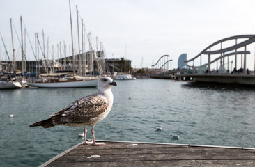 Seagull on a pier of Porto Vell in Barcelona