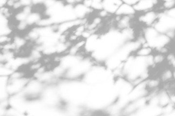 Blurred overlay effect for for natural light photo effects. Gray shadows of cherry tree blooming branches on a white wall. Abstract neutral nature concept background for design presentation. 