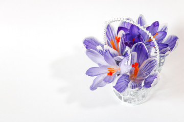 A bouquet of blue crocuses in a decorative basket on a white background