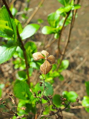 庭園の枯紫陽花と若葉