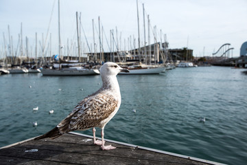 Seagull on a pier in Porto Vell in Barcelona, Spain.