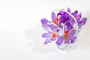 A bouquet of purple crocuses in a decorative basket on a white background