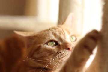 真剣顔で爪研ぐ猫アメリカンショートヘアー