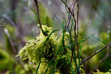 Moos im Wald